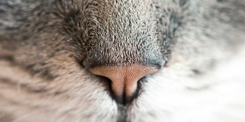 从LLDP到AI：揭秘现代网络拓扑自动发现与映射的实战编程指南